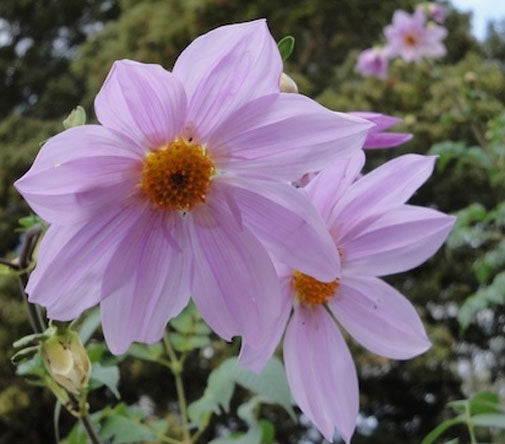 dahlia imperialis seeds Dahlia imperialis | Giant