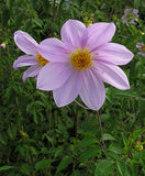 Dahlia imperialis | Giant | 5_Seeds