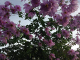 Dahlia imperialis | Giant | 5_Seeds