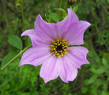 Dahlia imperialis | Giant | 5_Seeds