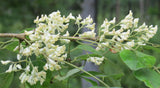 Dalbergia latifolia | Black & East Indian Rosewood | Kala Sheeshan | 10_Seeds