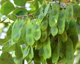 Dalbergia latifolia | Black & East Indian Rosewood | Kala Sheeshan | 10_Seeds