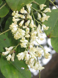 Dalbergia latifolia | Black & East Indian Rosewood | Kala Sheeshan | 10_Seeds