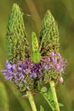 Dalea foliosa | Leafy Prairie Clover | 50_Seeds