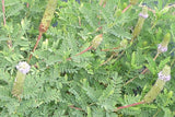 Dalea foliosa | Leafy Prairie Clover | 50_Seeds