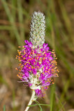 Dalea foliosa | Leafy Prairie Clover | 50_Seeds