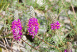 Dalea foliosa | Leafy Prairie Clover | 50_Seeds