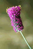 Dalea purpurea | Purple Violet Prairie Clover | 200_Seeds