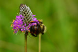 Dalea purpurea | Purple Violet Prairie Clover | 200_Seeds