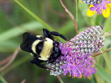 Dalea purpurea | Purple Violet Prairie Clover | 200_Seeds