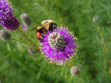 Dalea purpurea | Purple Violet Prairie Clover | 200_Seeds