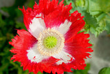 Papaver somniferum | Danish Flag Poppy | 200_Seeds