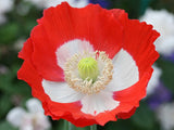 Papaver somniferum | Danish Flag Poppy | 200_Seeds