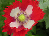 Papaver somniferum | Danish Flag Poppy | 200_Seeds
