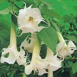 Datura metal Double White | Angel Trumpet | 10_Seeds