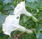 Datura metal Double White | Angel Trumpet | 10_Seeds