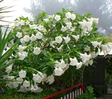 Datura metal Double White | Angel Trumpet | 10_Seeds