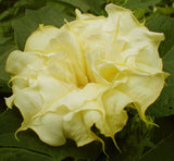 Datura metel Double Golden Queen | Horn of Plenty | Downy Thorn Apple | 10_Seeds