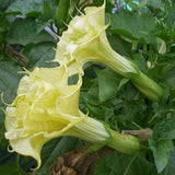 Datura metel Double Golden Queen | Horn of Plenty | Downy Thorn Apple | 10_Seeds