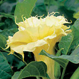 Datura metel Double Golden Queen | Horn of Plenty | Downy Thorn Apple | 10_Seeds