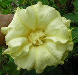 Datura metel Double Golden Queen | Horn of Plenty | Downy Thorn Apple | 10_Seeds