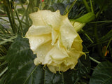 Datura metel Double Golden Queen | Horn of Plenty | Downy Thorn Apple | 10_Seeds