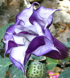 Datura metel Double Purple | Devils Trumpet | 10_Seeds