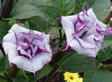 Datura metel Double Purple | Devils Trumpet | 10_Seeds