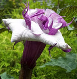 Datura metel Double Purple | Devils Trumpet | 10_Seeds