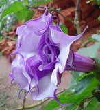 Datura metel Double Purple | Devils Trumpet | 10_Seeds