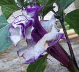 Datura metel Double Purple | Devils Trumpet | 10_Seeds
