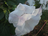 Datura metel Ballerina | Double Lavender Tipped | 10_Seeds