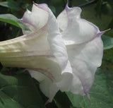 Datura metel Ballerina | Double Lavender Tipped | 10_Seeds
