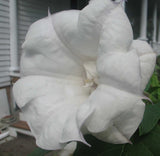 Datura metel Ballerina | Double Lavender Tipped | 10_Seeds