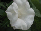 Datura metel Ballerina | Double Lavender Tipped | 10_Seeds