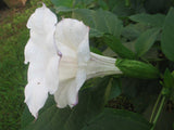 Datura metel Ballerina | Double Lavender Tipped | 10_Seeds