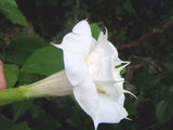 Datura metel Double White Purity | Hindu | 10_Seeds