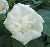 Datura metel Double White Purity | Hindu | 10_Seeds