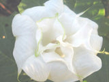 Datura metel Double White Purity | Hindu | 10_Seeds