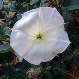 Datura wrightii | 10_Seeds