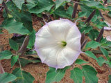 Datura wrightii | 10_Seeds