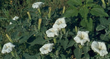 Datura wrightii | 10_Seeds