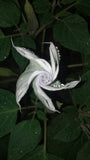 Datura wrightii | 10_Seeds
