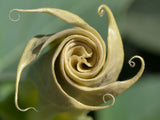 Datura wrightii | 10_Seeds