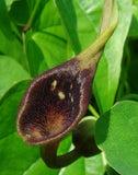 Aristolochia debilis | 20_Seeds