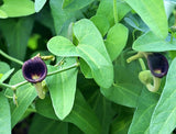 Aristolochia debilis | 20_Seeds