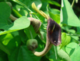 Aristolochia debilis | 20_Seeds