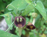 Aristolochia debilis | 20_Seeds
