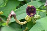 Aristolochia debilis | 20_Seeds