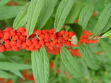 Debregeasia longifolia | Orange Wild Rhea | 200_Seeds